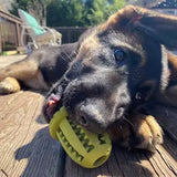 Tall Tails Natural Rubber Acorn Toy
