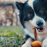 GOAT Sport Bone Toy- Medium