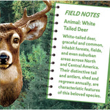Whitetail Jigsaw Puzzle