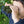 Huckleberry Binoculars